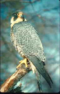 Peregrine Falcon